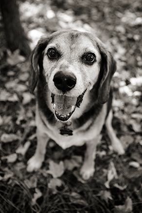 Picture of Samson outdoors, sitting and smiling at the camera