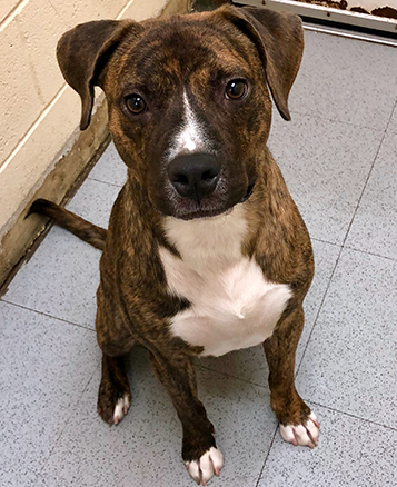 Picture of T. Greg's new dog Chance, sitting in the visitation room on the day they met at the Durham Animal Protection Society