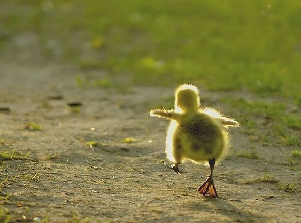 Picture of baby duckling walking